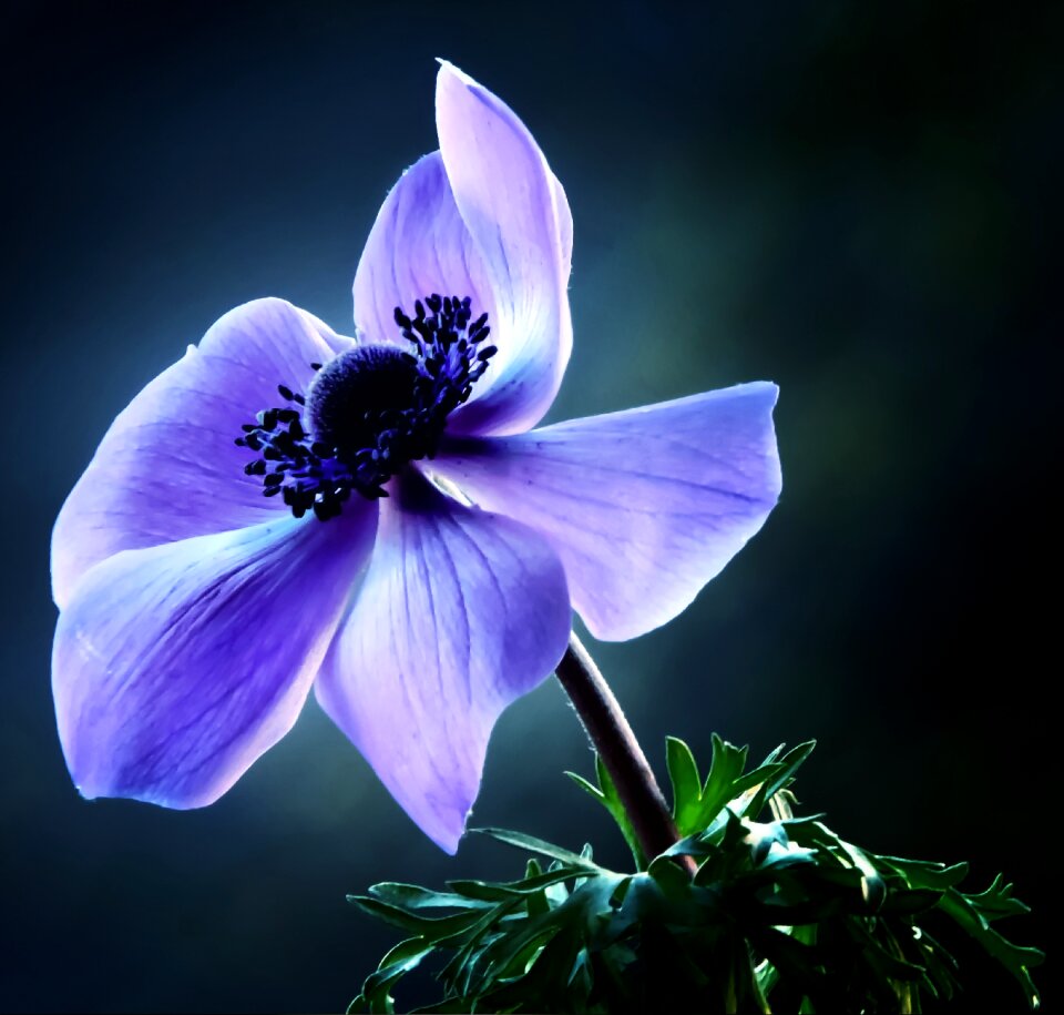 Garden purple flowers purple