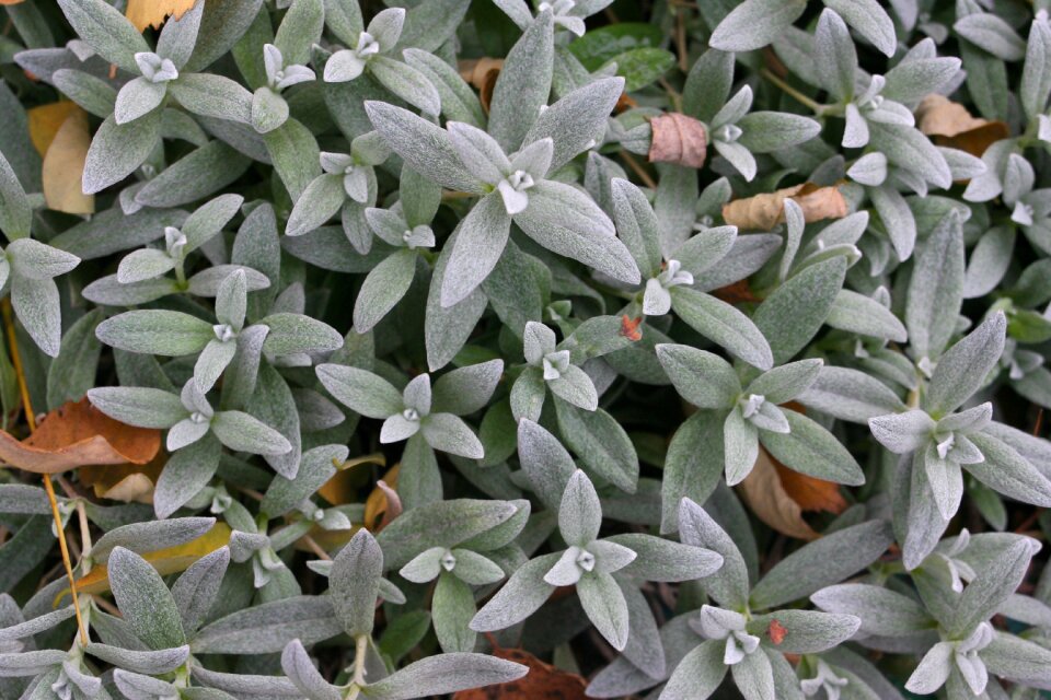 Nature garden plant
