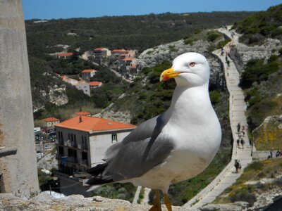 Corsican mountain nature photo