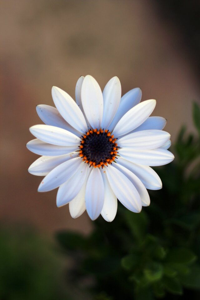 Petal summer blooming