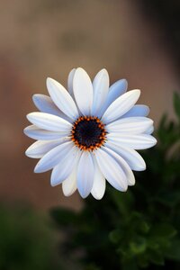 Petal summer blooming
