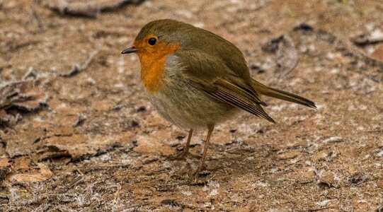 Nature songbird robin photo