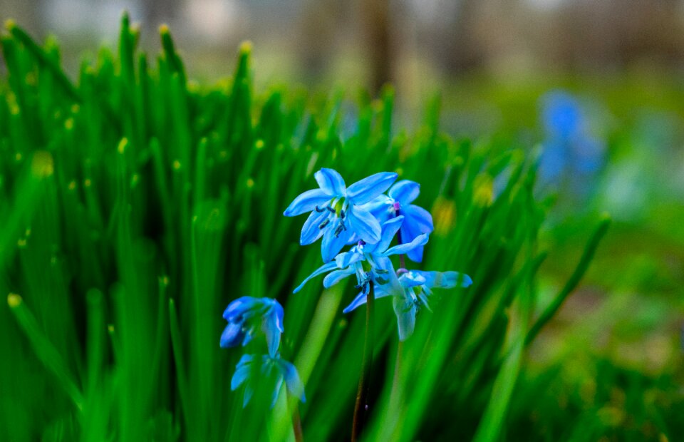 Plant flower bright