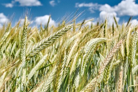 Cereal straw rye