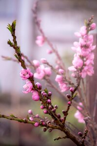 Tree plant peach photo