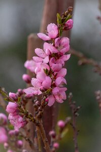 Tree plant peach photo