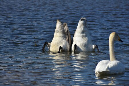 Bird waterfowl fields photo