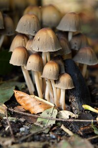 Mushrooms forest autumn photo