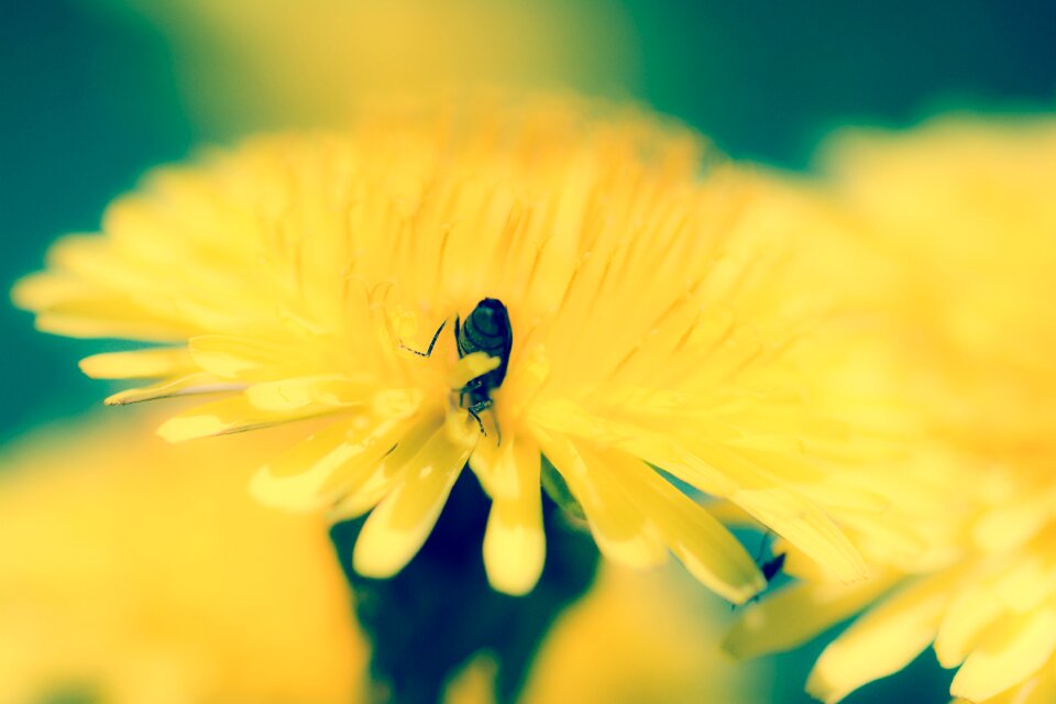 The nature of the summer macro