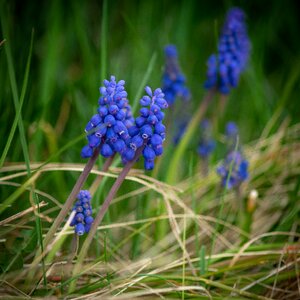 Nature grass plant photo