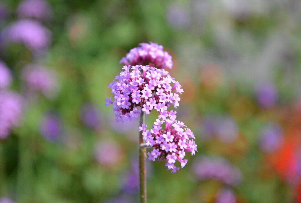Color pink summer flowers dew
