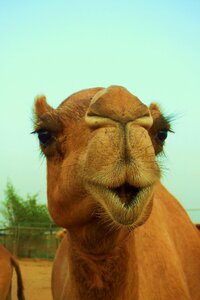 Camel wildlife dubai photo