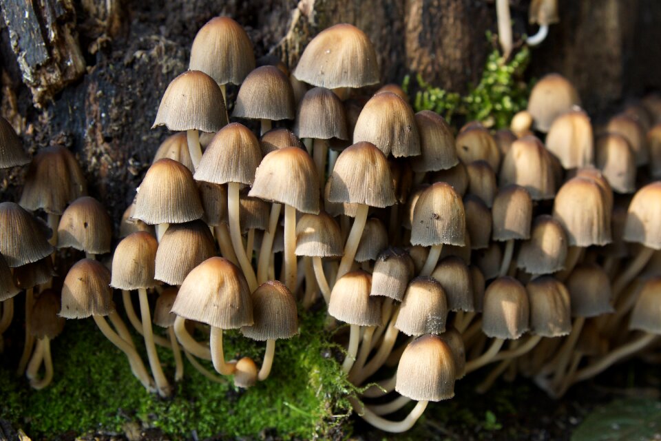 Autumn nature tree fungus