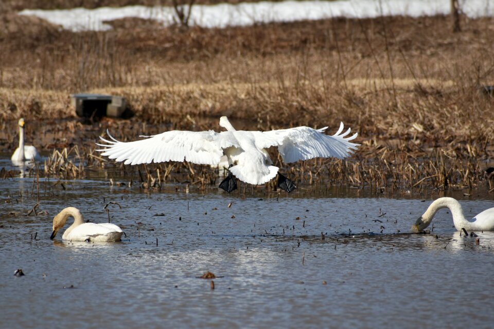 Bird wild birds waterfowl