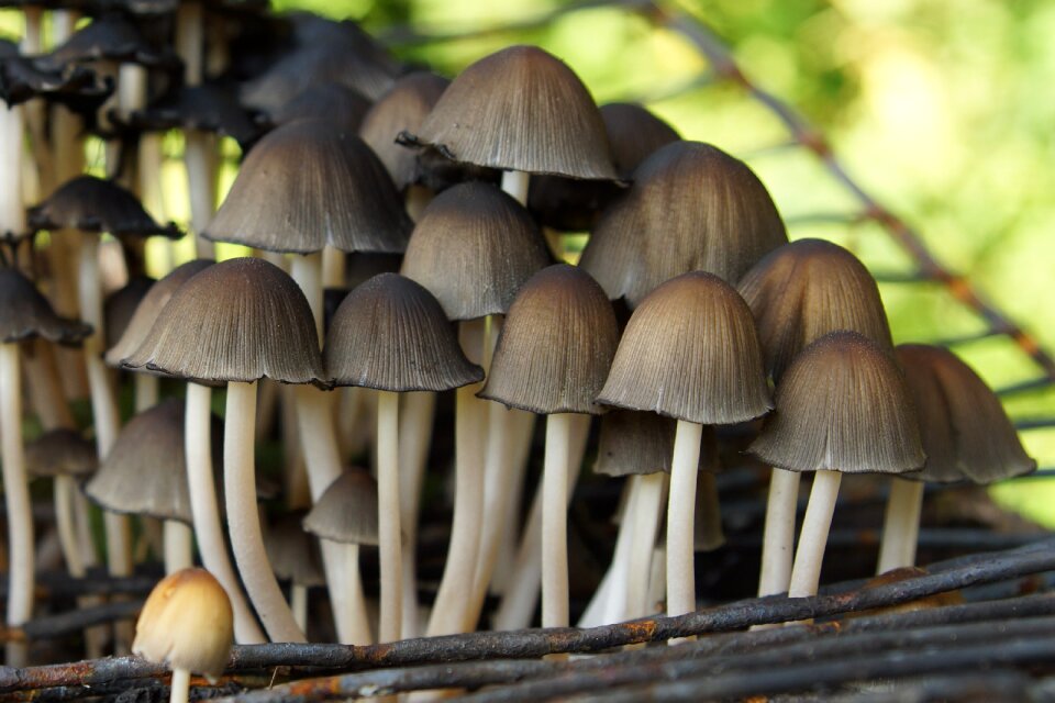 Nature forest autumn