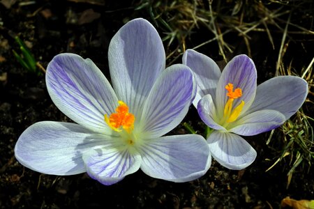 Spring nature plant