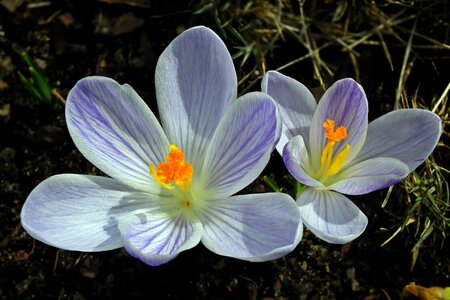 Spring nature plant photo