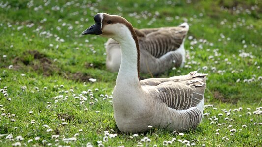Nature fauna animal