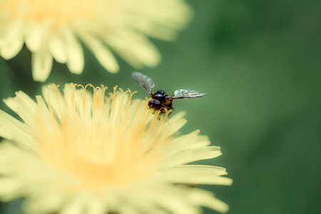 The nature of the summer macro