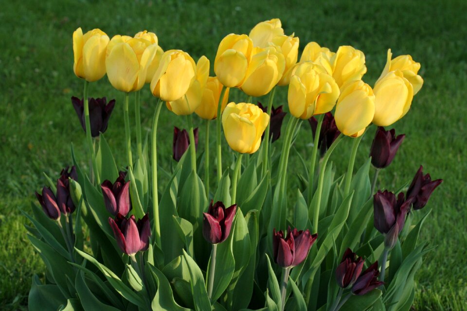 Spring colors tulip spring