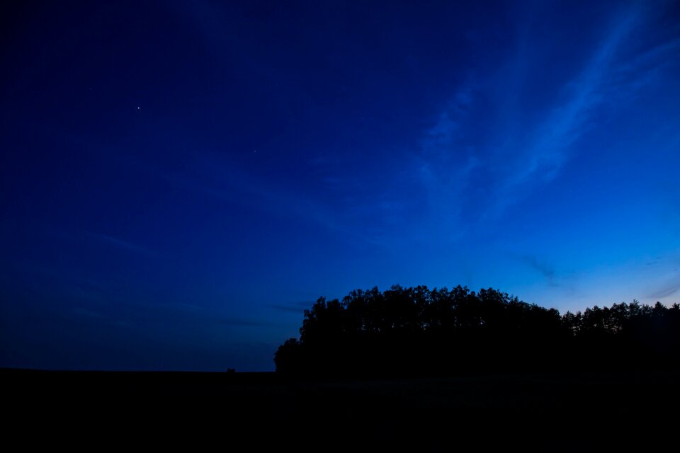 Night trees shadows