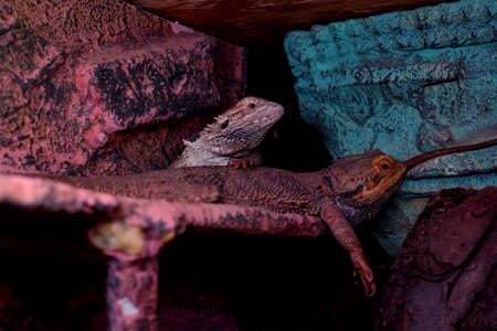 Terrarium pogona bearded dragons attention