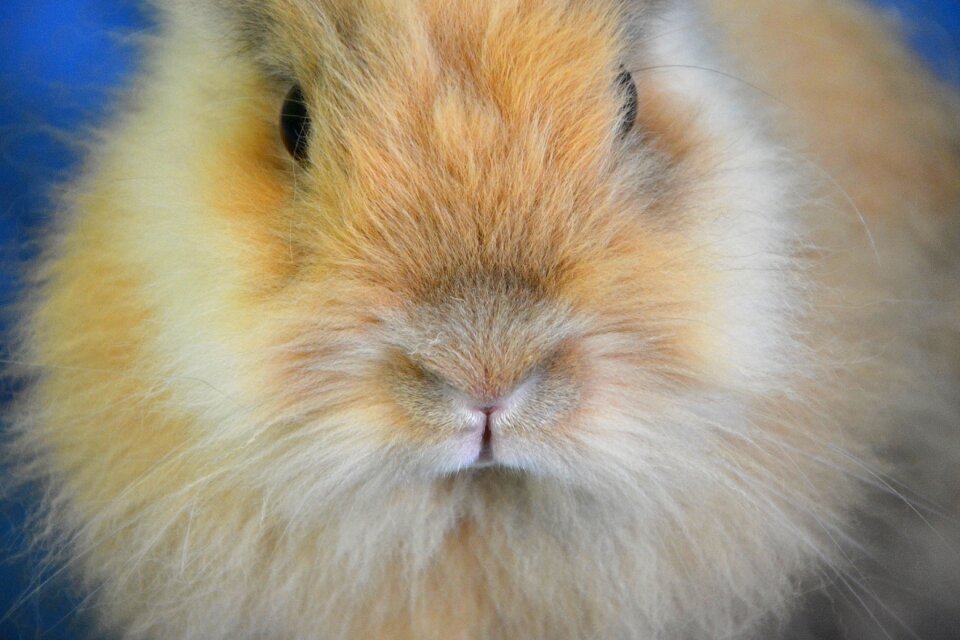Head rabbit lion head animal face