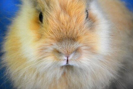 Head rabbit lion head animal face