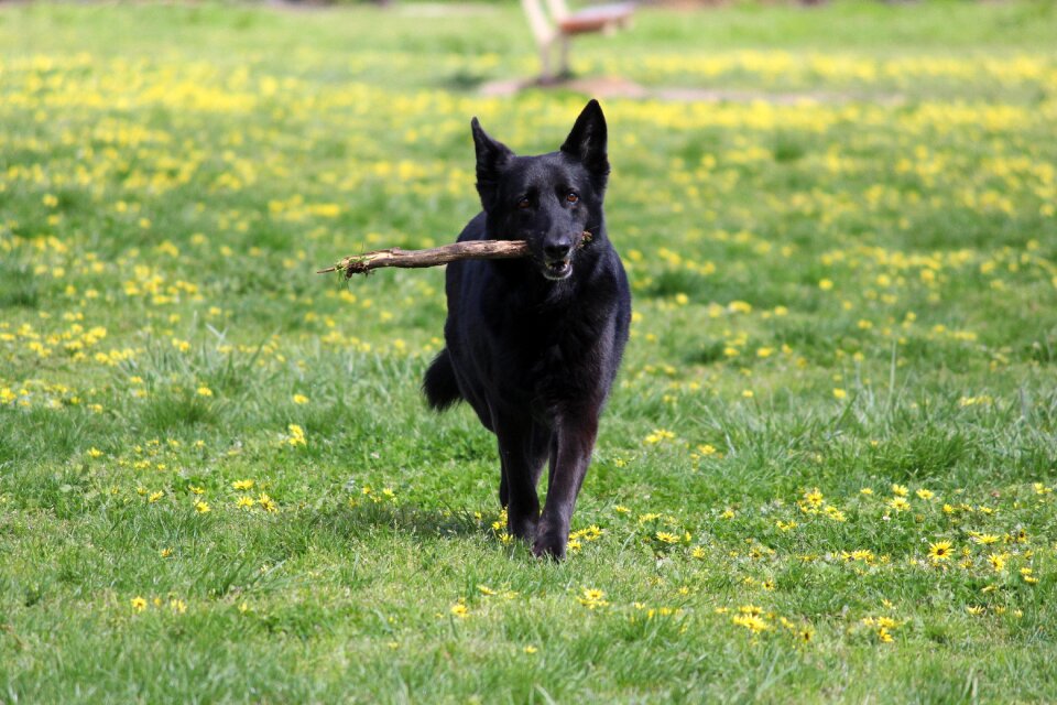 Hayfield animal dog