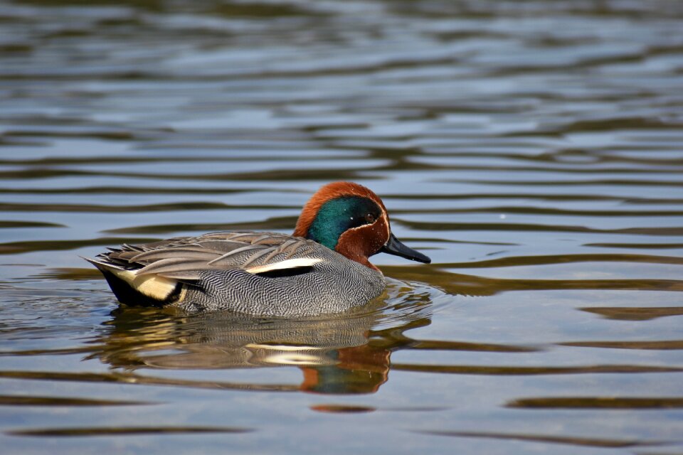 Bird wild birds waterfowl