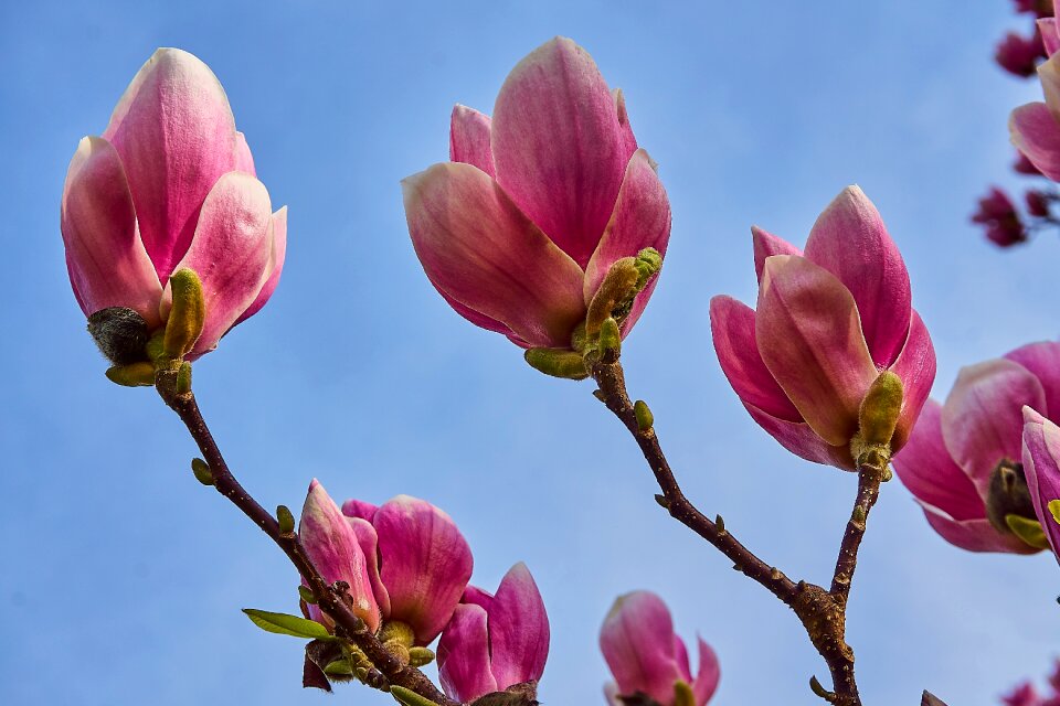 Magnolia blossom close up blossom photo