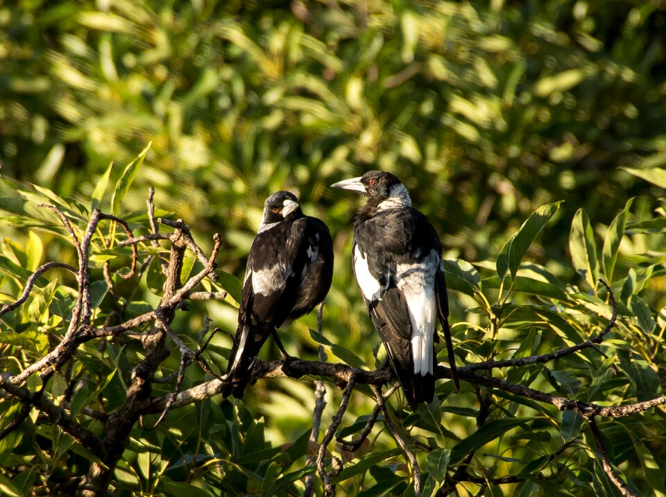 Birds perched watching