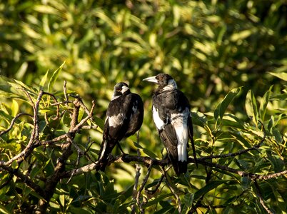 Birds perched watching