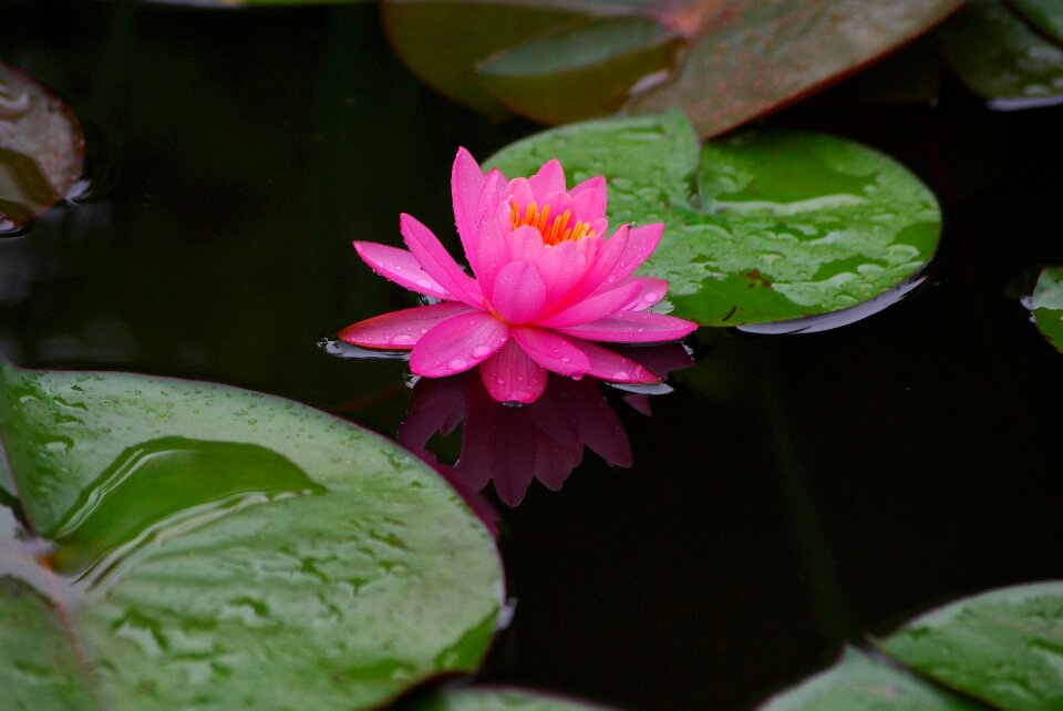 Plants water lilies aquatic plants