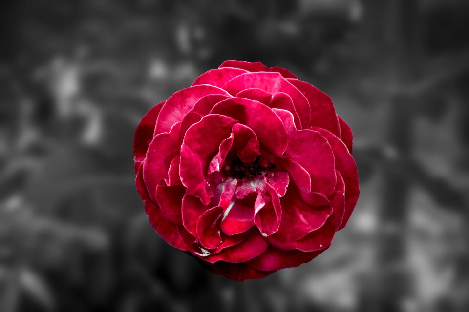 Love red roses red rose