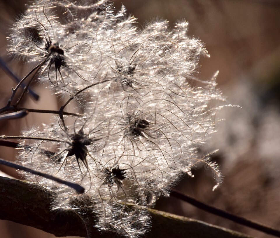 Winter bright tender