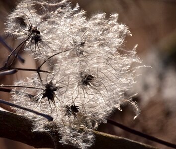 Winter bright tender
