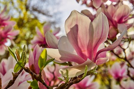 Magnolia blossom close up blossom photo