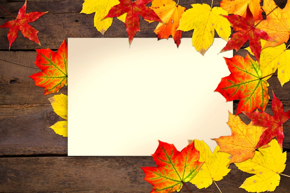 Fall foliage wood fall color