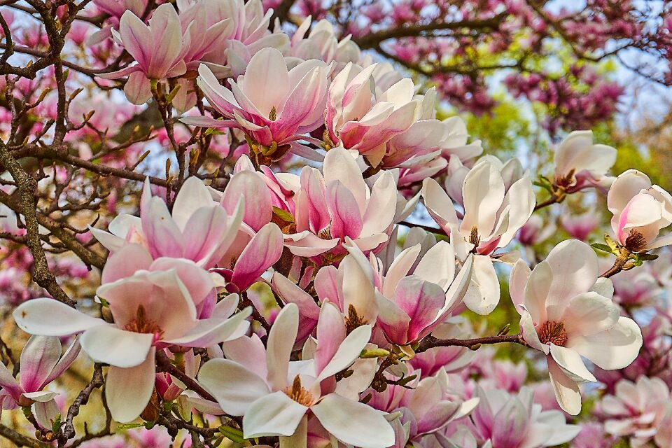 Magnolia blossom close up blossom photo