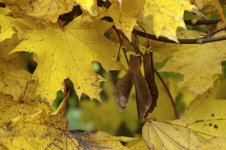Fall leaves maple