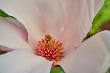 Magnolia blossom close up blossom photo