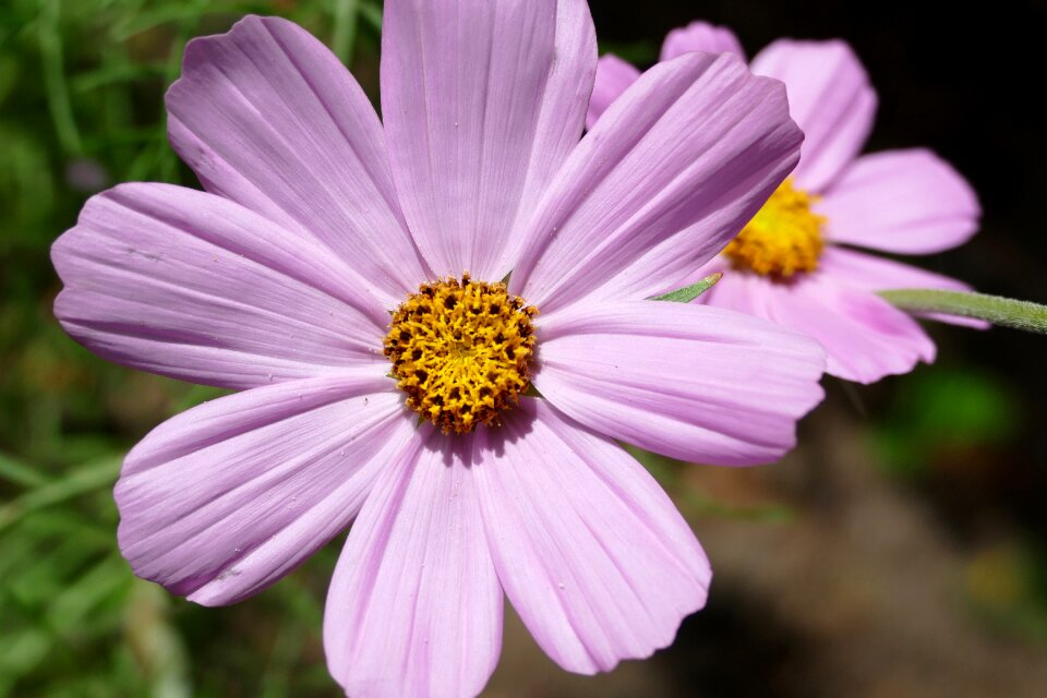 Cosmos pink flower summer