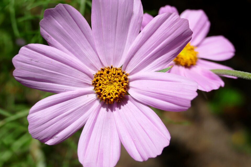 Cosmos pink flower summer photo