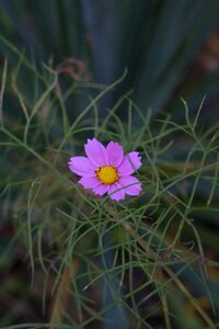 Nature bloom plant photo