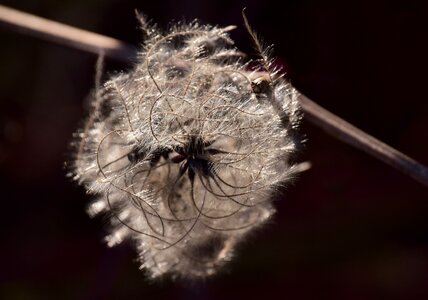 Winter bright tender