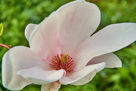 Magnolia blossom close up blossom