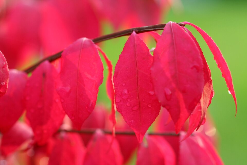 Autumn leaf red foliage