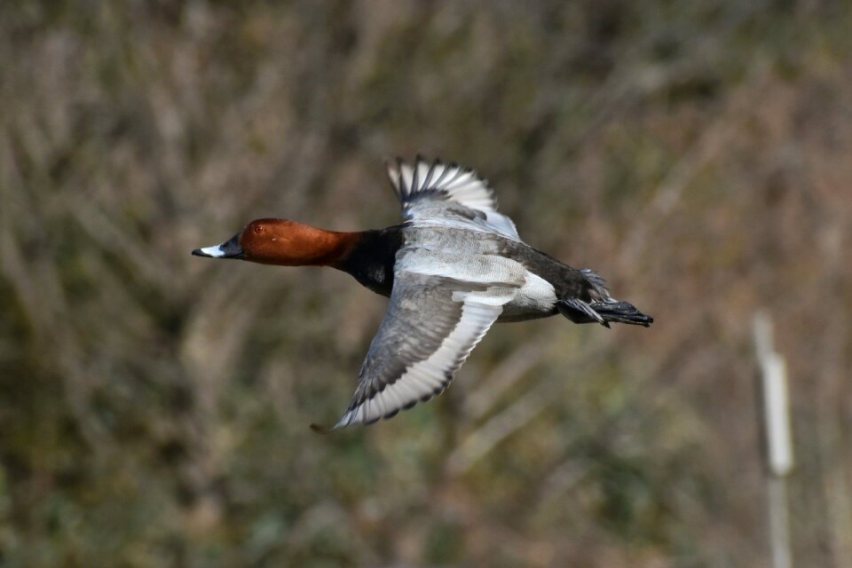 Waterfowl duck it is home to half the