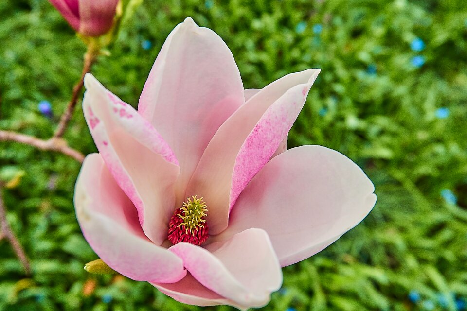 Magnolia blossom close up blossom photo